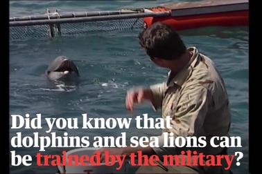Quy trình huấn luyện “binh sĩ” cá heo và hải cẩu trong quân đội