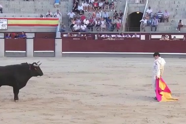 Khoảnh khắc người đấu bò bị bò tót tấn công