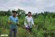 16 huyện từ chối mở rộng diện tích "cây làm giàu"