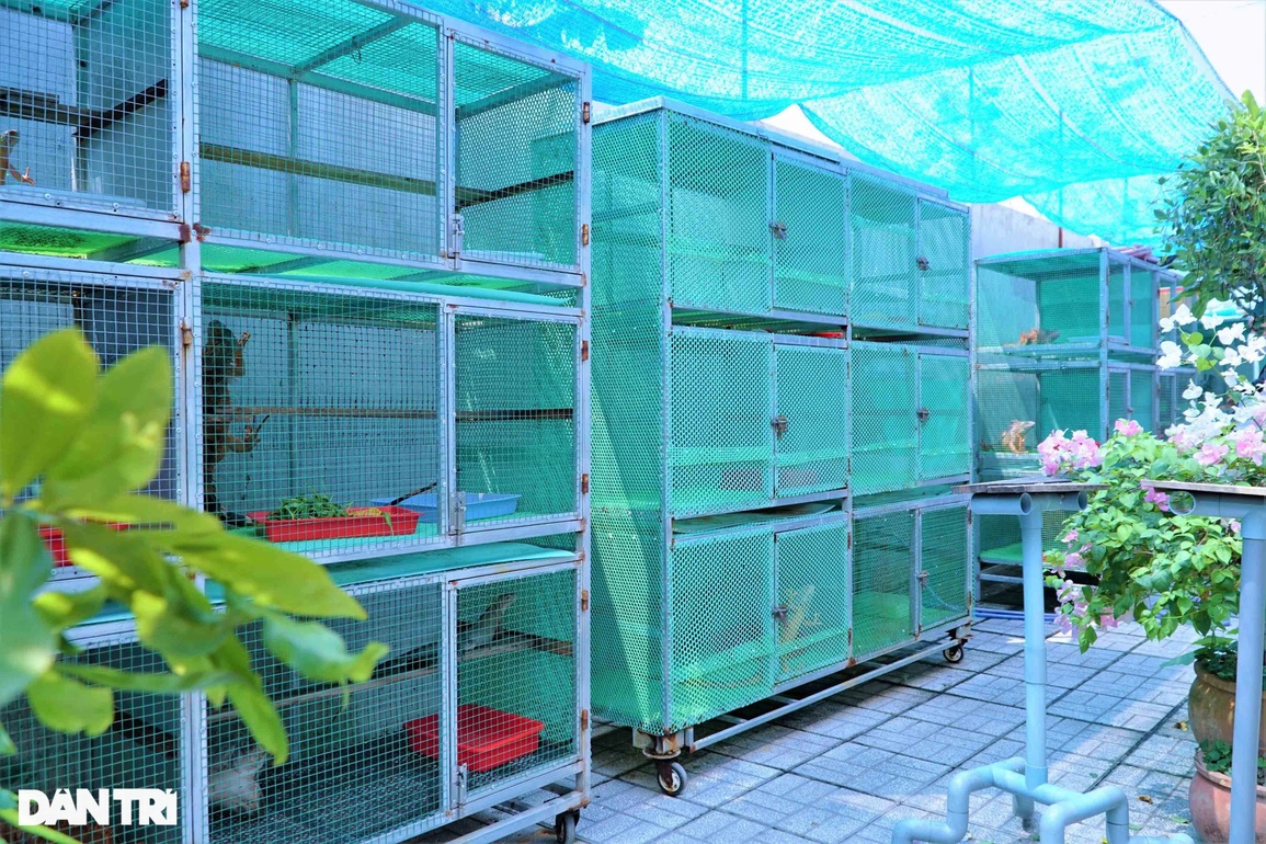 8X bỏ việc văn phòng nuôi loại rồng thích... ăn chay, thu lãi khủng - 4 8X bỏ việc văn phòng nuôi loại rồng thích... ăn chay, thu lãi khủng - 4