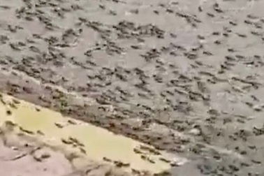 Bầy châu chấu hàng triệu con xâm chiếm đường phố