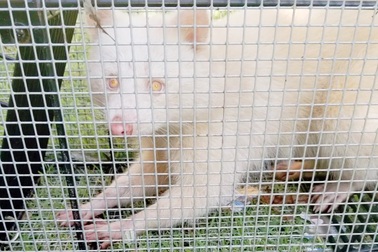 Bắt được gấu mèo bạch tạng siêu hiếm tại Mỹ