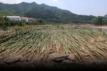 Nông dân mất trắng sau đêm mưa bão, gồng mình chống chọi thiên tai