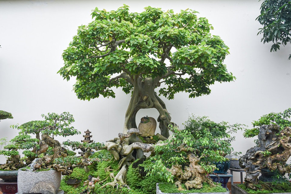 Ngắm bồ đề đắc đạo hàng trăm năm tuổi khiến đại gia khao khát săn lùng - 1 Ngắm bồ đề đắc đạo hàng trăm năm tuổi khiến đại gia khao khát săn lùng - 1