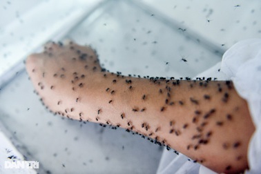 Muỗi sẽ tấn công con người quanh năm vì vấn đề này?