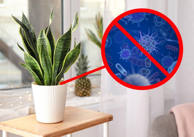 Gợi ý những loại cây trồng vừa đẹp nhà vừa tốt cho sức khỏe - Ảnh 4. Gợi ý những loại cây trồng vừa đẹp nhà vừa tốt cho sức khỏe - Ảnh 4.