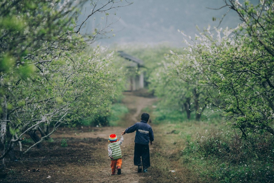 Đẹp quên lối mùa hoa mận nở trắng trời cao nguyên Mộc Châu - 2 Đẹp quên lối mùa hoa mận nở trắng trời cao nguyên Mộc Châu - 2