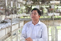 Thử sức với giống chim ngoại, nhẹ nhàng "bỏ túi" hơn 20 triệu đồng/tháng