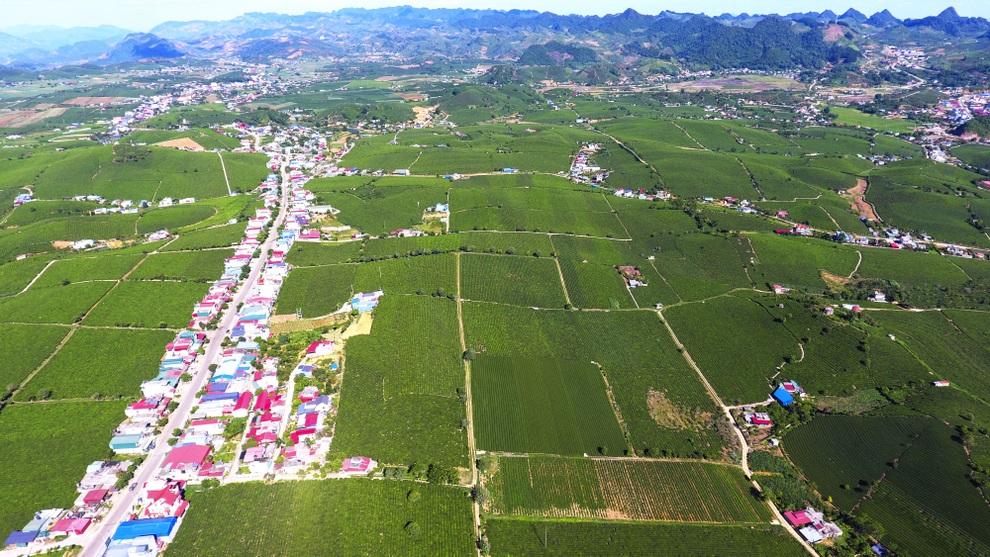 Mướt mắt ngắm đồi chè xanh ngắt ở thị trấn Nông trường Mộc Châu - 5 Mướt mắt ngắm đồi chè xanh ngắt ở thị trấn Nông trường Mộc Châu - 5