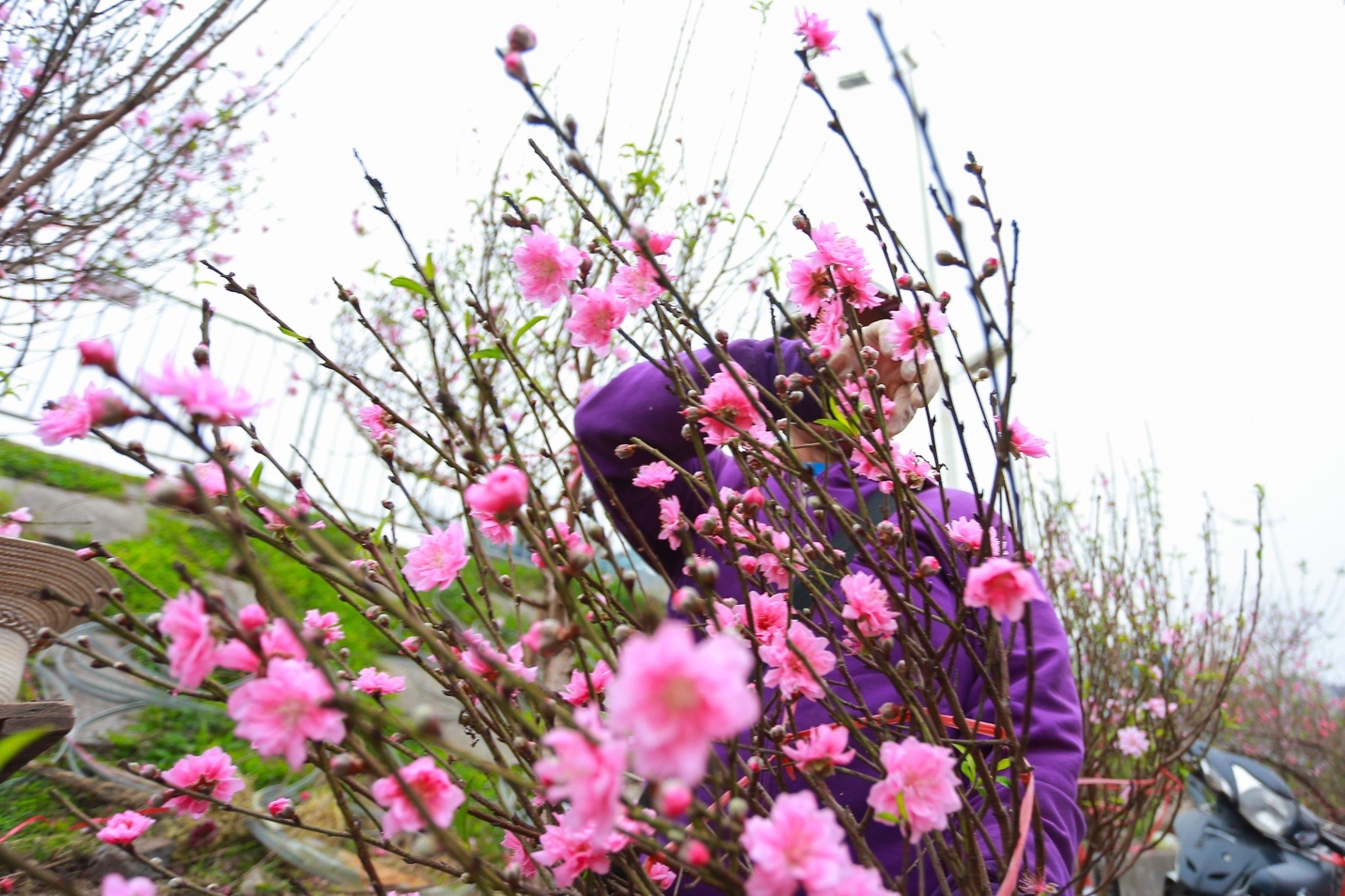 Đào Nhật Tân bung nở nhuộm đỏ rực chợ hoa lớn nhất ở Hà Nội - 4