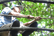 Công nhân thất nghiệp kiếm nửa triệu đồng mỗi ngày nhờ hái măng cụt