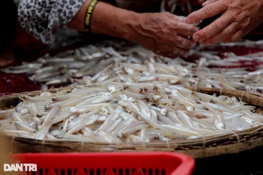 Ngư dân ven biển trúng đậm cá cơm