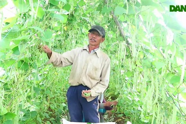 Nông dân chia sẻ về nông sản rớt giá