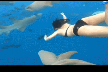 Nữ du khách liều lĩnh bơi giữa đàn cá mập hàng chục con