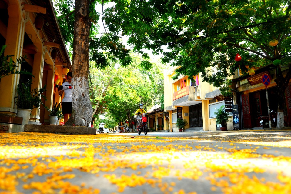Hội An rực rỡ sắc hoa giữa tâm dịch Covid-19 - 4 Hội An rực rỡ sắc hoa giữa tâm dịch Covid-19 - 4