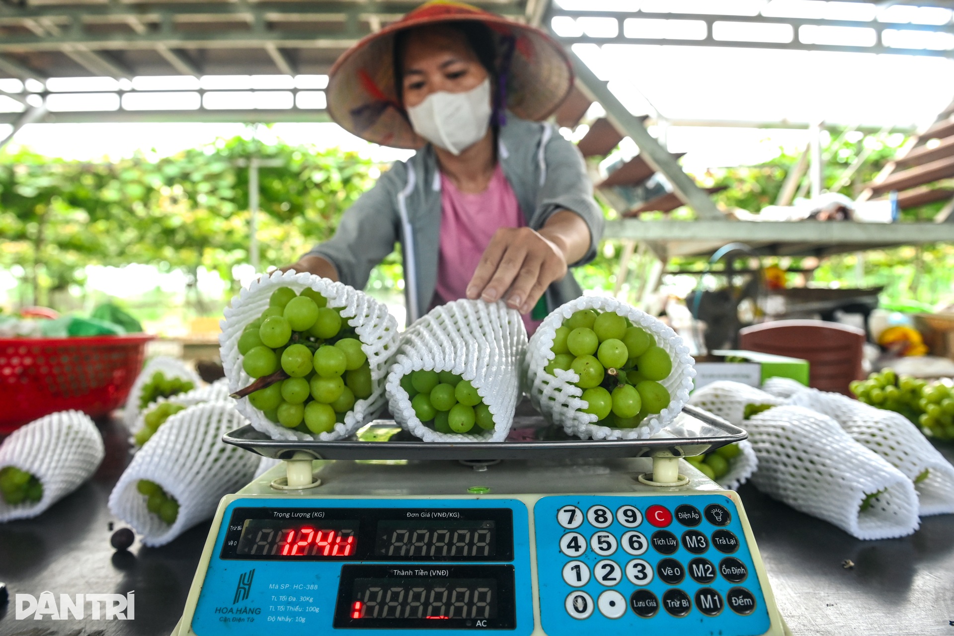 Vườn nho sữa “ăn trứng” trĩu quả tại Hà Nội, nông dân thu tiền tỷ mỗi vụ - 4