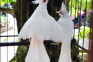 Siêu phẩm chim cảnh “cực độc” của đại gia Hà Nội, trả nửa tỷ đồng một con cũng không bán