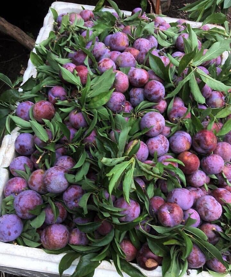 Mận đồi Pu Nhi ngọt như cherry, giá đắt ngang nho Mỹ vẫn “cháy” hàng - 4 Mận đồi Pu Nhi ngọt như cherry, giá đắt ngang nho Mỹ vẫn “cháy” hàng - 4