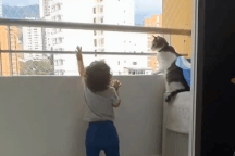 Chú mèo kiên quyết ngăn cản bé trai trèo lên lan can