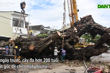 Cây đa "khủng" bật gốc bịt kín cửa ngõ, xe cẩu vật vã 4 ngày vẫn... bó tay