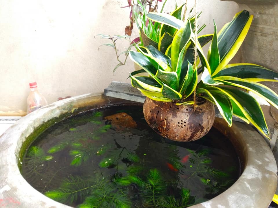 Độc đáo lồng đèn trung thu bằng gáo dừa: Vừa thắp sáng, vừa trồng cây - 4 Độc đáo lồng đèn trung thu bằng gáo dừa: Vừa thắp sáng, vừa trồng cây - 4