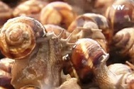 Làm giàu nhờ nghề nuôi ốc sên ở Nga