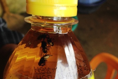 Chai nước giải khát nhãn C2 có... 5 con ruồi