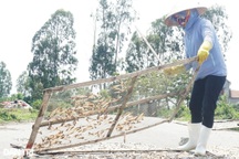 Nửa đêm mang cá đi rải, giữa trưa cầm gậy đập cật lực để lấy tiền