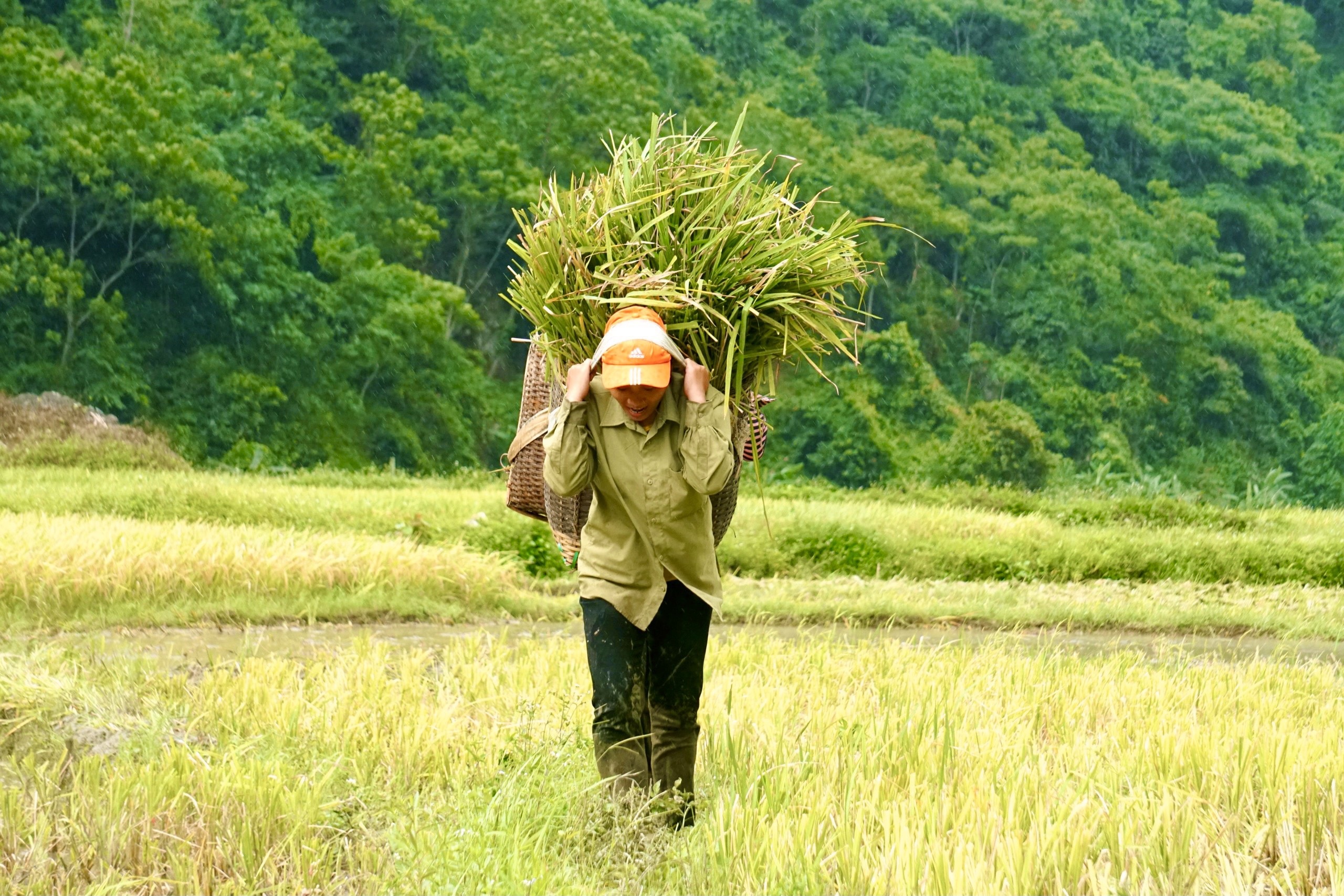 Rực rỡ mùa vàng trên đỉnh Pù Luông - 14 Rực rỡ mùa vàng trên đỉnh Pù Luông - 14