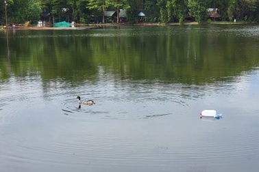 Thả vịt xuống hồ dẫn dụ 4 con cá sấu sổng chuồng trong công viên