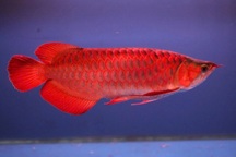 Vụ bị khởi tố vì trộm một con cá: Cá huyết long đắt đỏ ra sao?