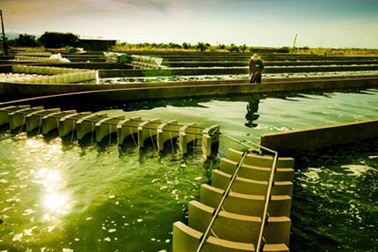 Nuôi trồng thành công tảo Nhật tại Việt Nam