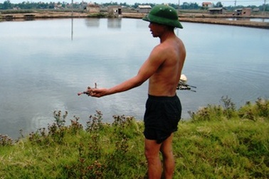 Nông dân “đắng lòng” nhìn tôm chết hàng loạt