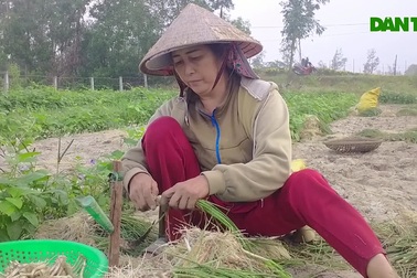 Nông dân vùng kiệu Quảng Nam thấp thỏm khi Tết đến gần