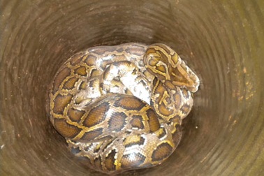 Bắt được trăn gấm nặng hơn 30 kg