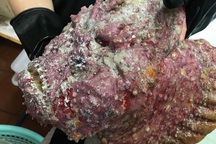 Cá mặt quỷ siêu xấu giá vẫn gần chục triệu đồng/con