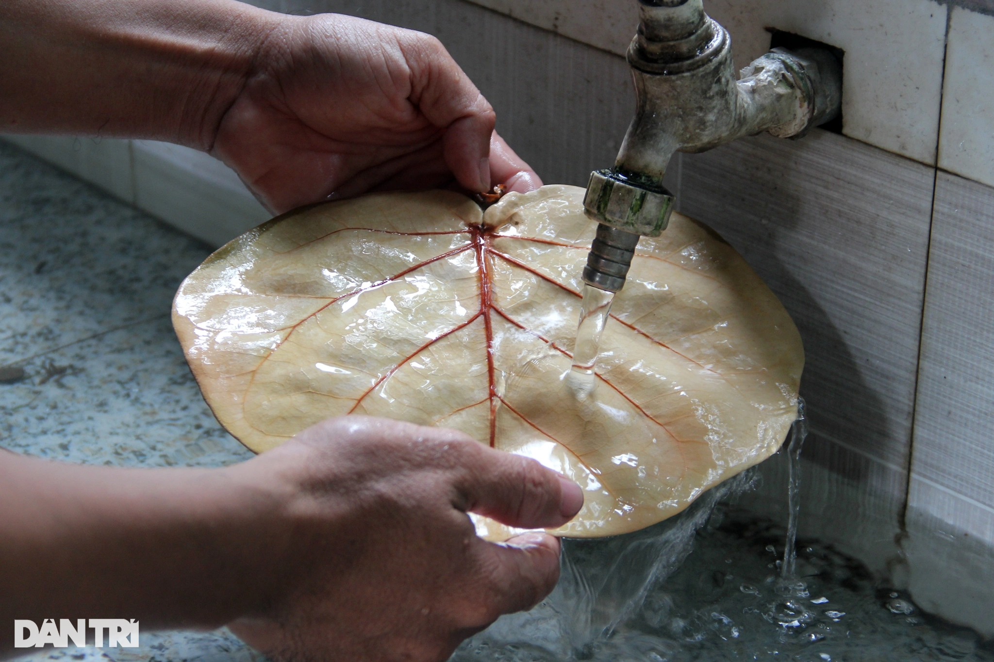 بیرون ملک برآمد شدہ ٹرا پتیوں سے اربوں کی آمدنی ہوتی ہے۔ Lá tra xuất ngoại mang về tiền tỷ - 6