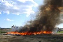 Cảnh sát tiêu hủy 20 tấn cần sa sai cách, cả thị trấn bị say thuốc tập thể