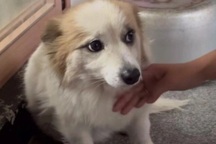 Cả nhà 9 người đều tử nạn vụ máy bay Hàn Quốc, chó cưng vẫn ra cửa chờ