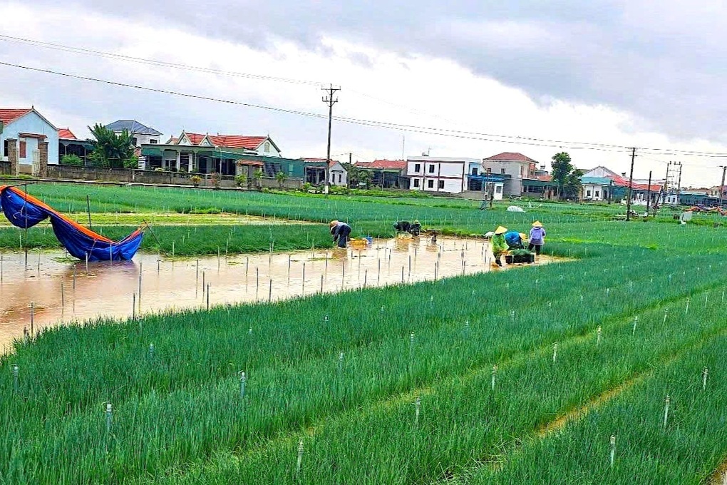 Nước ngập sâu, nông dân nhổ rau non bán rẻ - 1