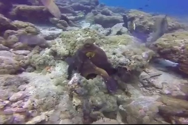 Bạch tuộc “tàng hình”, đổi màu trong nháy mắt