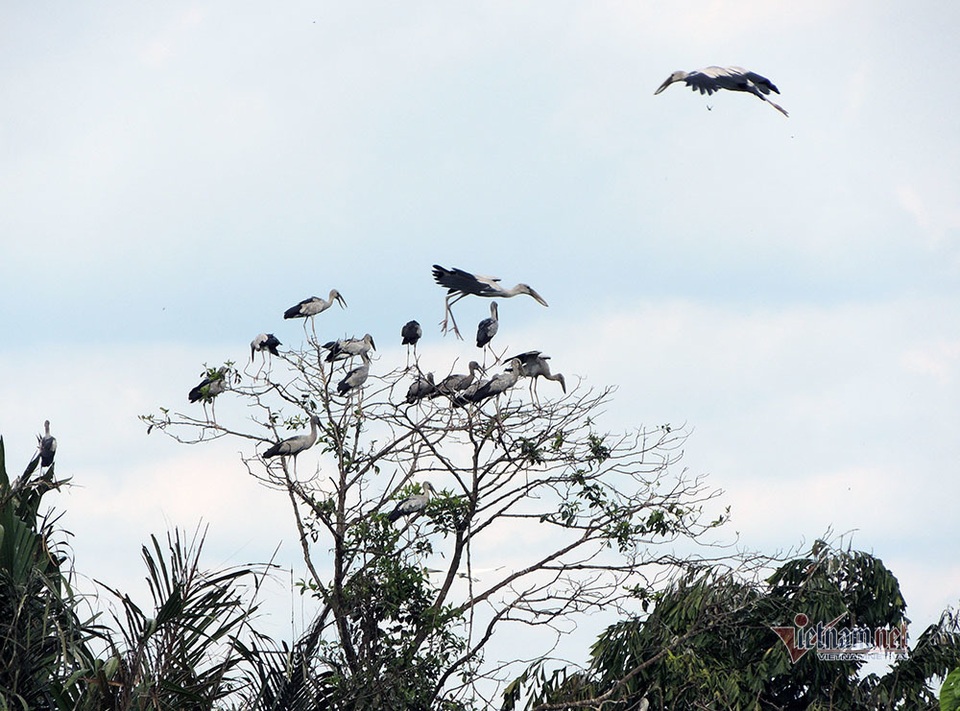 Kỳ lạ, vườn cây bỏ hoang của lão nông miền Tây có hàng nghìn con cò quý hiếm - 11