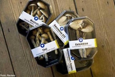 Đài Loan: Loại nấm lạ gây ảo giác