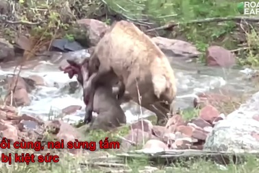 Báo sư tử vật lộn để tiêu diệt nai sừng tấm