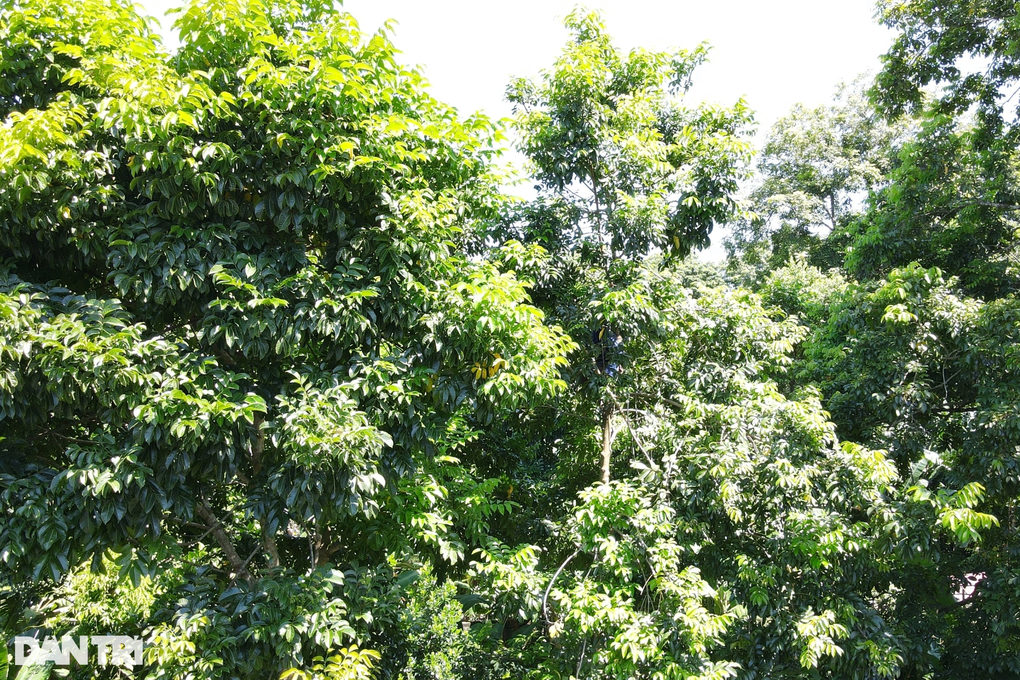 Thương lái tranh mua thứ quả gợi nhớ hương vị những ngày nghèo khó - 10 Thương lái tranh mua thứ quả gợi nhớ hương vị những ngày nghèo khó - 10