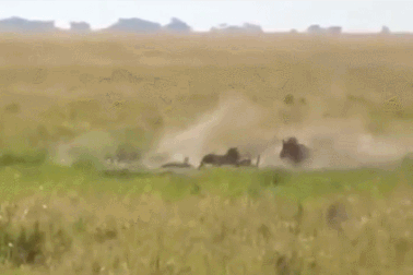 Choáng với cảnh lợn rừng húc bay báo châu Phi để cứu con