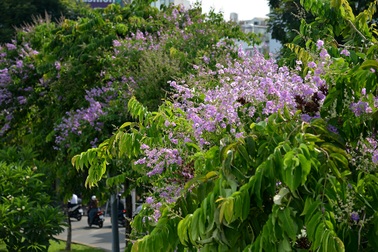 Hoa bằng lăng rực nở, "nhuộm tím" đường phố Sài Gòn