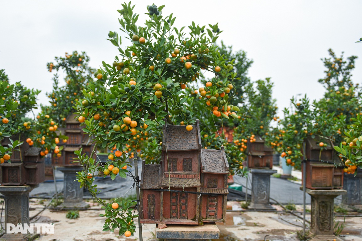 Lạ lùng quất bonsai trồng trong nhà rông, nhà phố cổ Hà Nội - 5 Lạ lùng quất bonsai trồng trong nhà rông, nhà phố cổ Hà Nội - 5