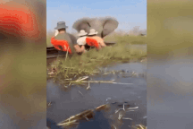 Nữ du khách bị voi cái nặng 6 tấn đuổi theo, dùng vòi dìm xuống nước