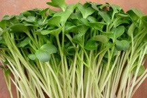 Loại rau tự trồng dễ dàng tại nhà có tác dụng bảo vệ gan đáng kinh ngạc